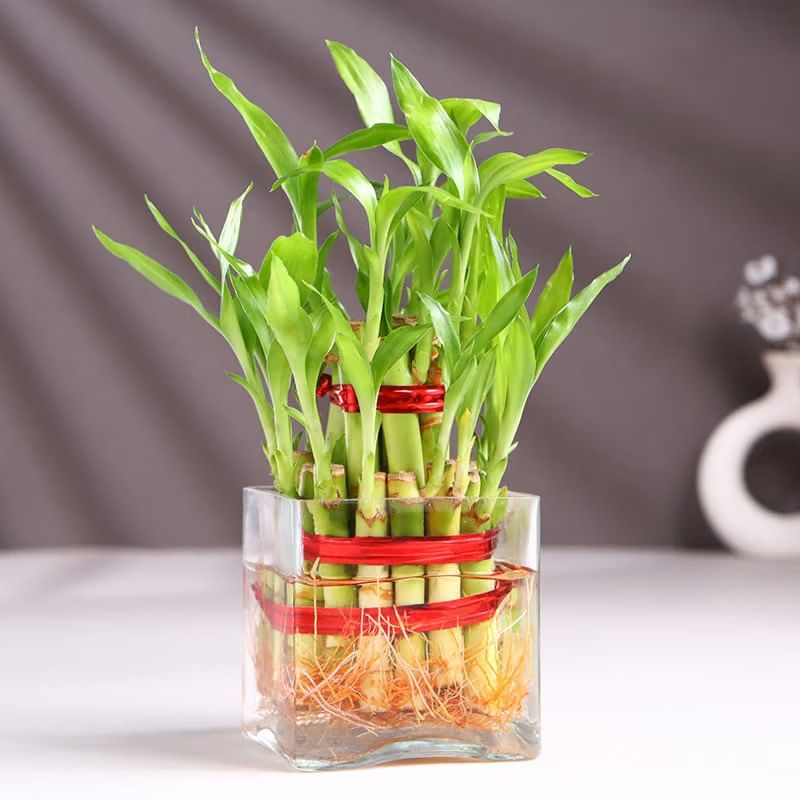 Product Image Video